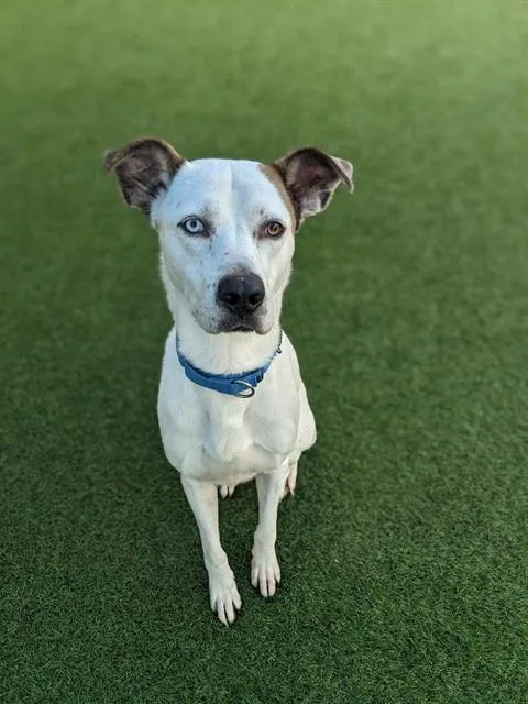 An adult large-sized male Mixed Breed dog named Jaxon for adoption in Dallas, TX