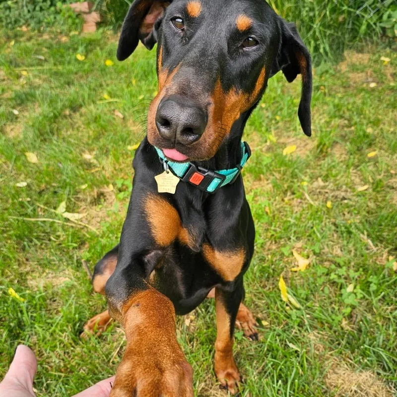 An adult large-sized male Black Doberman Pinscher dog named Tango for adoption in Sandown, NH