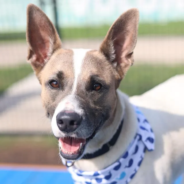 An adult medium-sized female Terrier dog named Flower for adoption in San Antonio, TX