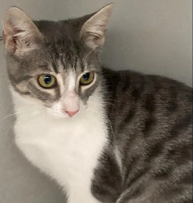 A baby small-sized female Gray & White Domestic Short Hair cat named Dot for adoption in Anoka, MN