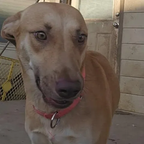 A young medium-sized female Yellow / Tan / Blond / Fawn Labrador Retriever dog named Lilly for adoption in San Antonio, TX
