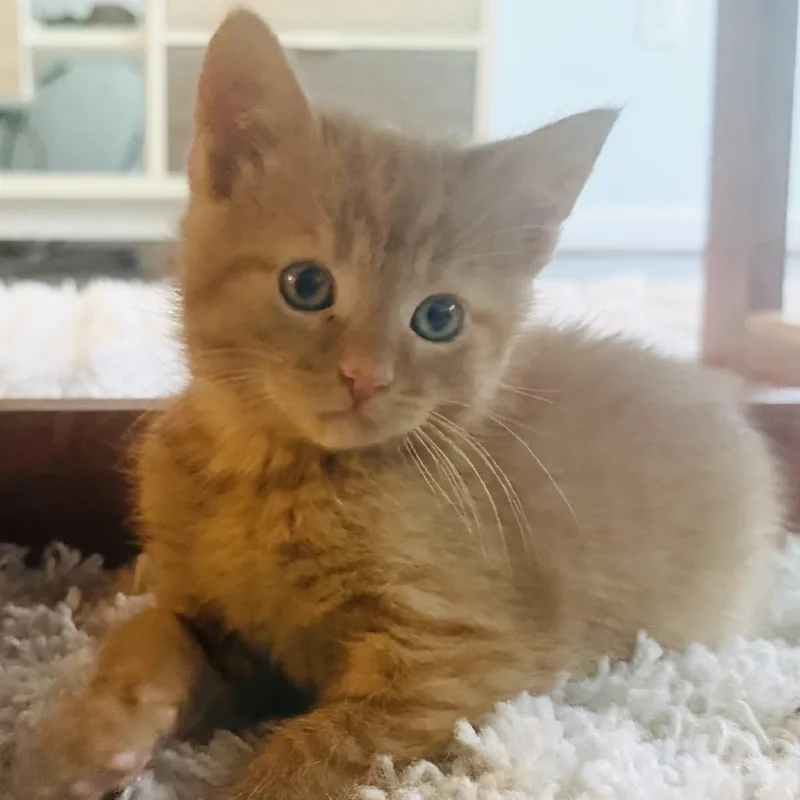 A baby small-sized male Orange / Red Domestic Short Hair cat named O'Henry for adoption in Potomac, MD