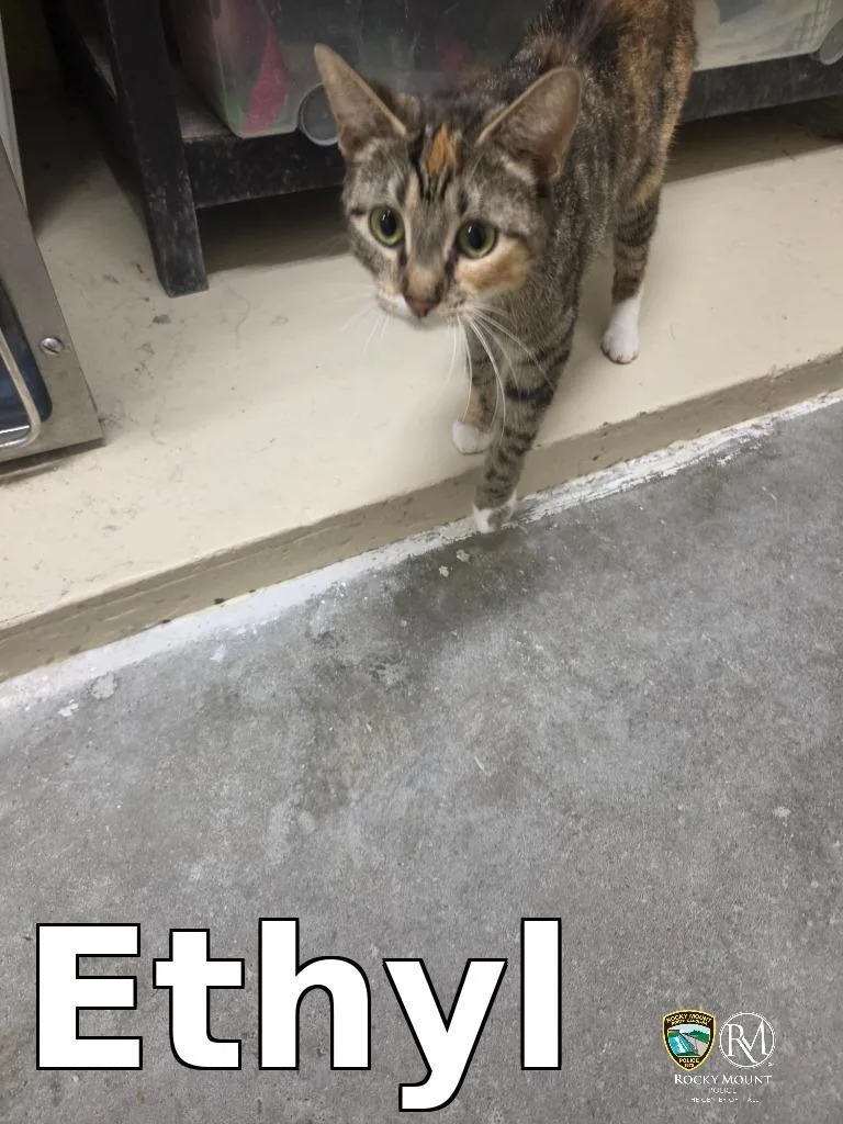 An adult medium-sized female Domestic Short Hair cat named Ethyl for adoption in Rocky Mount, NC