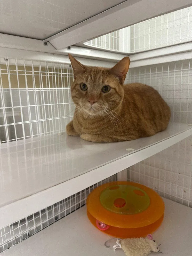 An adult medium-sized male Orange / Red Domestic Short Hair cat named Garfield for adoption in St. Helens, OR