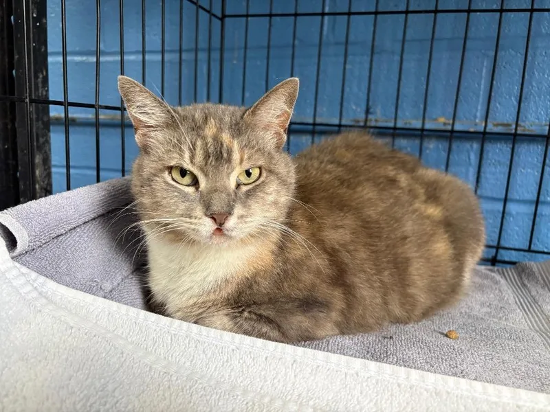 A young medium-sized female Domestic Medium Hair cat named Lucy for adoption in Ellijay, GA