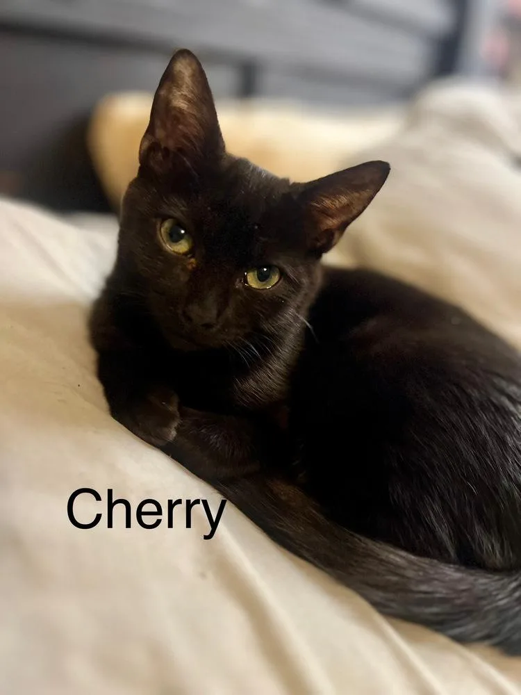 A baby small-sized female Black Domestic Short Hair cat named Cherry for adoption in Plumerville, AR