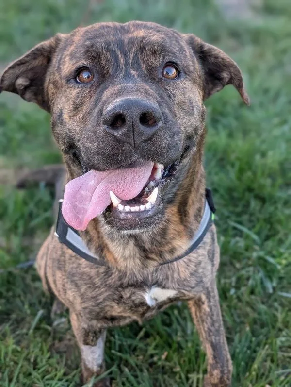 A young large-sized male Mastiff dog named Dante for adoption in Healdsburg, CA