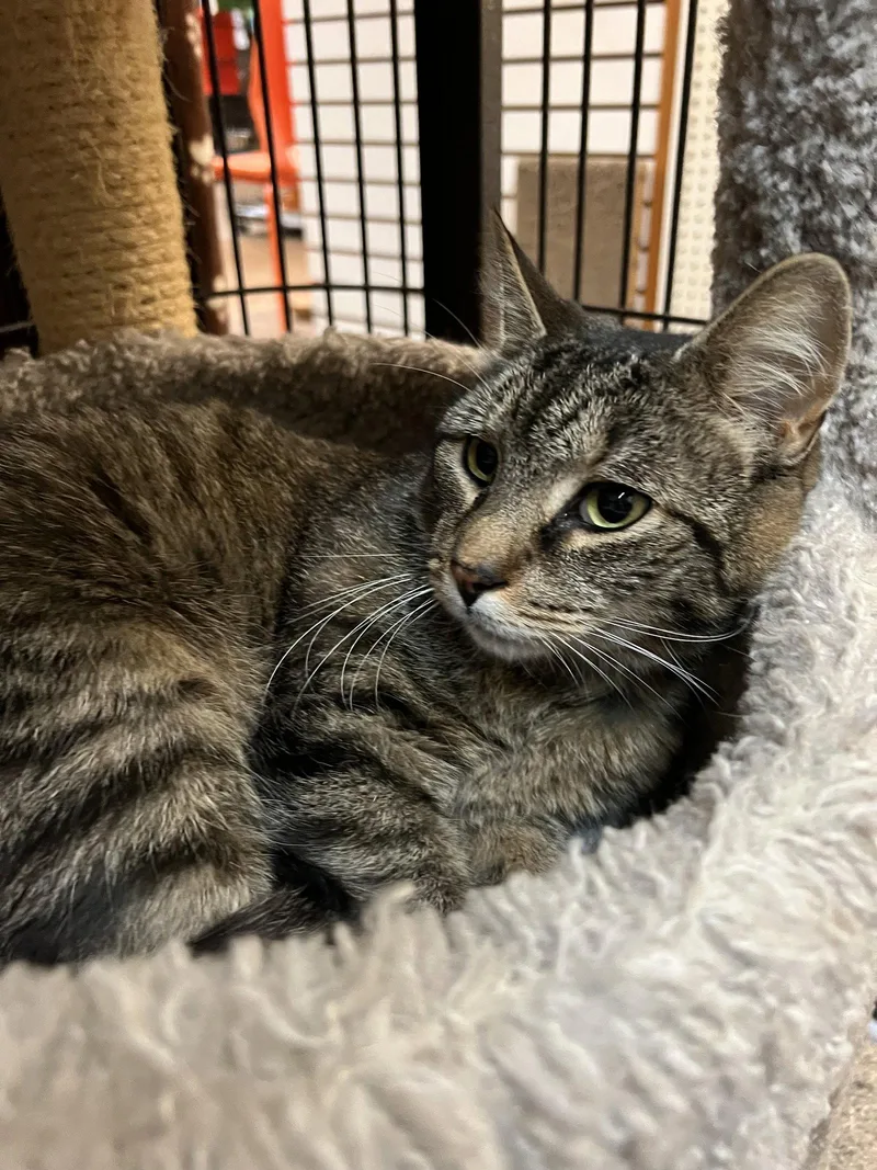 A young medium-sized male Domestic Short Hair cat named Calvin for adoption in Blasdell, NY