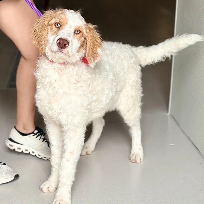 A baby medium-sized female Spaniel dog named Nikki for adoption in Chicago, IL