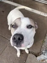 An adult medium-sized female White / Cream Pit Bull Terrier dog named Ivy for adoption in Moline, IL