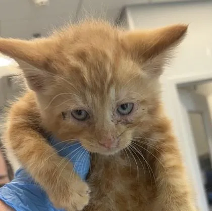 A young small-sized male Domestic Medium Hair cat named Spud for adoption in Lafayette, IN