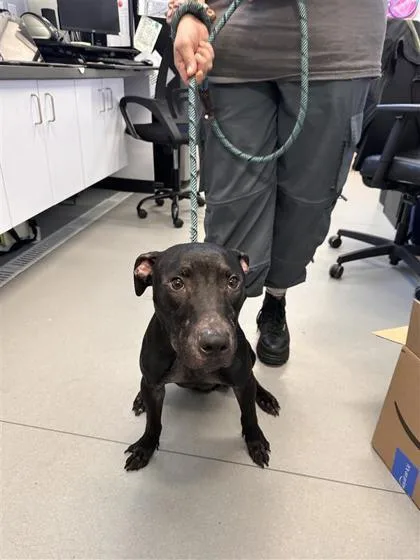 An adult medium-sized male Mixed Breed dog named Salem for adoption in West Chester, PA