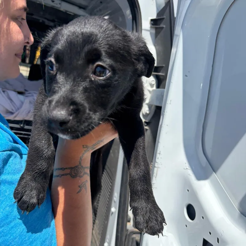 A baby small-sized female Black Labrador Retriever dog named Solstice for adoption in Bernalillo, NM