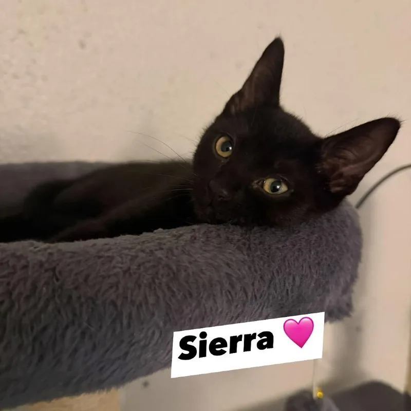 A baby small-sized female Black Domestic Short Hair cat named Sierra for adoption in Port Richey, FL