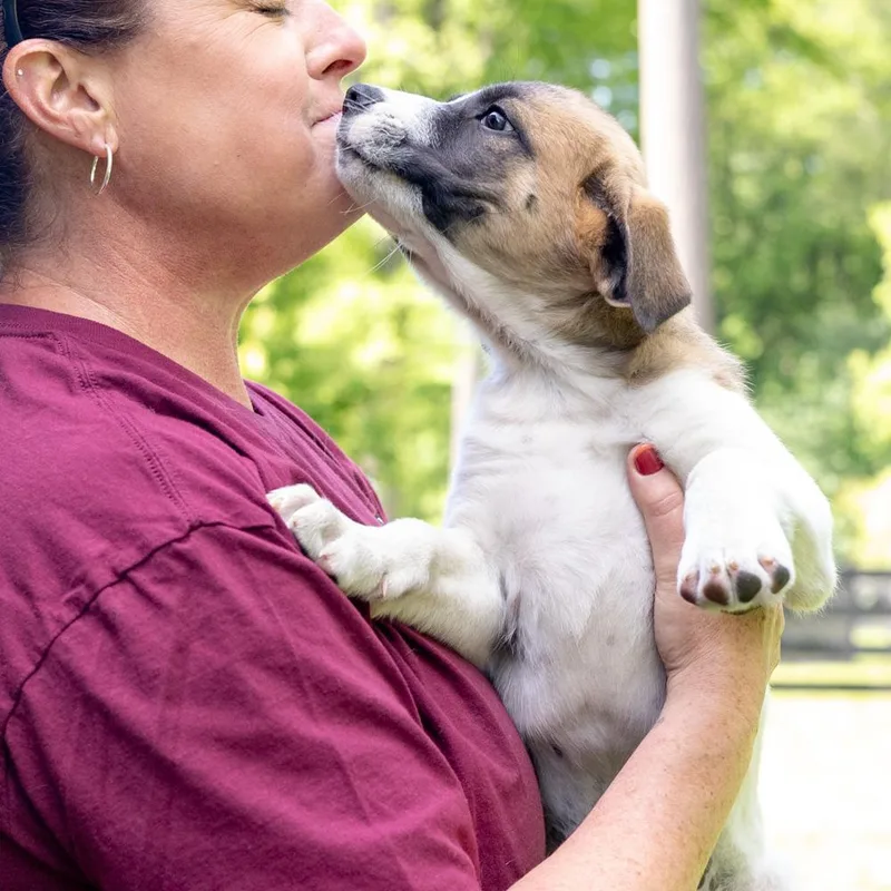 A baby medium-sized male White / Cream Saint Bernard dog named Scrabbleavail for adoption in West Grove, PA