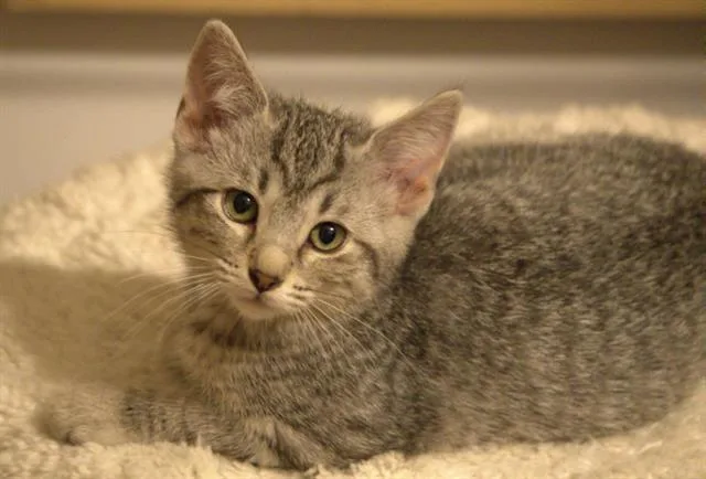 A baby small-sized female Domestic Short Hair cat named Patricia for adoption in Colorado Springs, CO