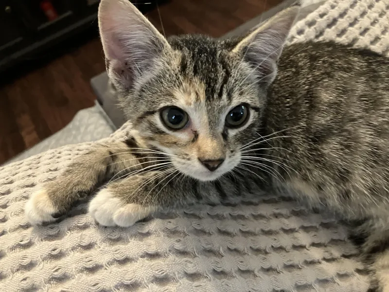 A baby medium-sized female Tabby (Gray / Blue / Silver) Bengal cat named Peaches for adoption in Jacksonville, FL
