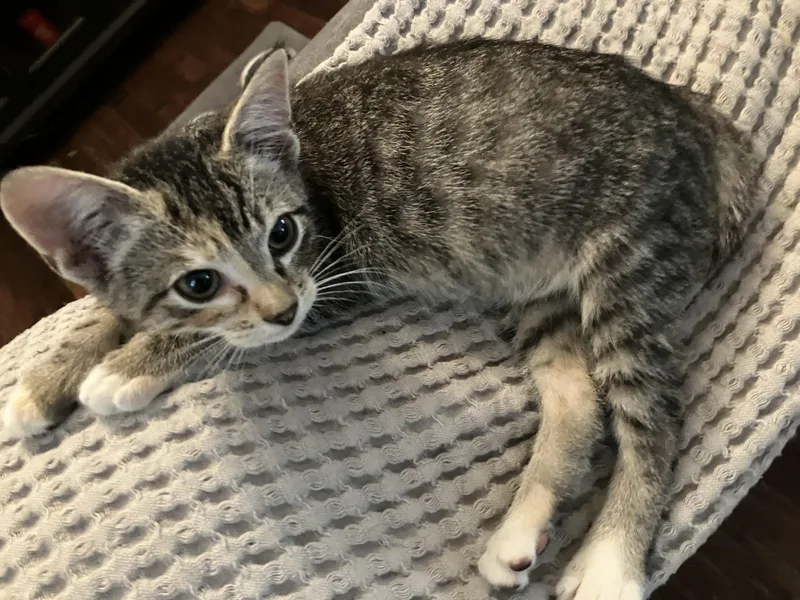 Peaches thumbnail 2