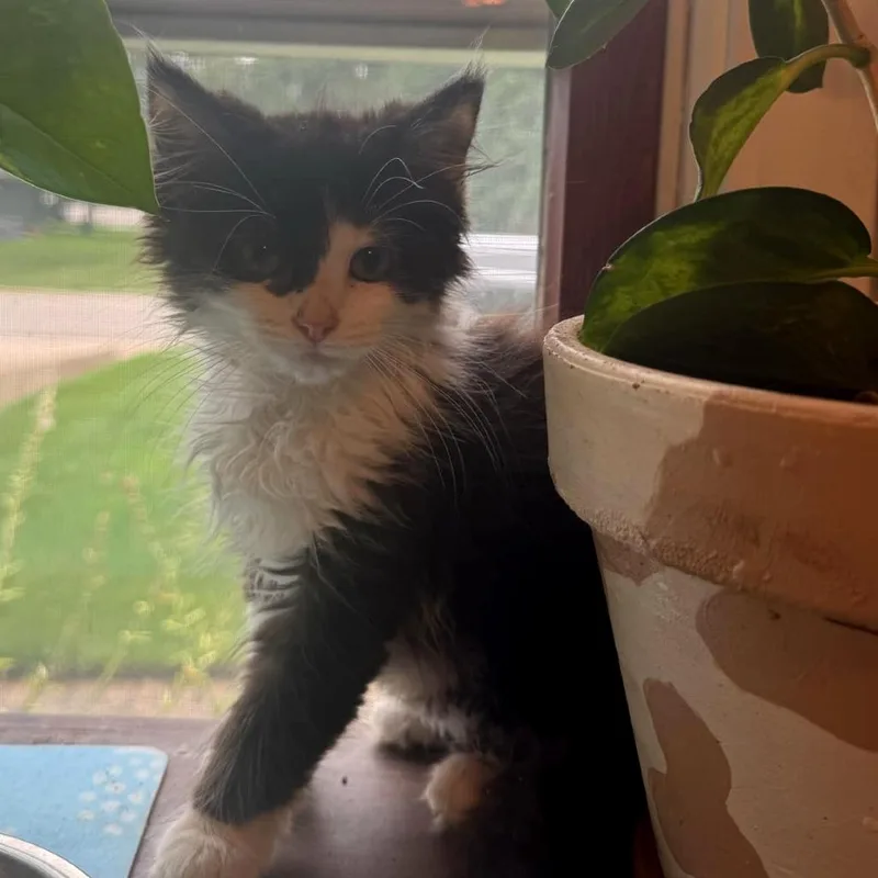 A baby small-sized male Black Domestic Medium Hair cat named Forbes for adoption in West Olive, MI