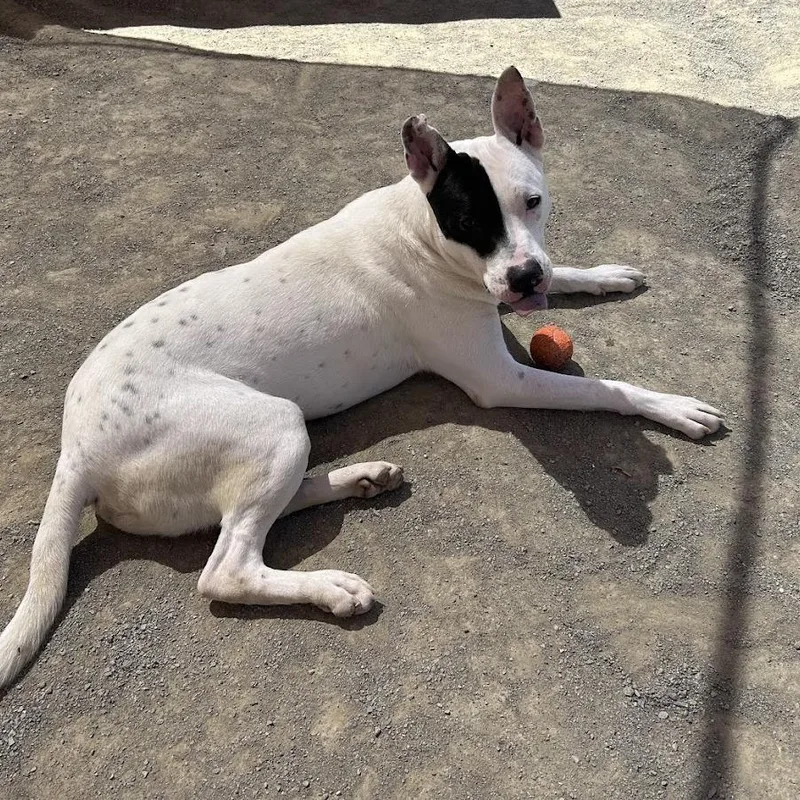 Zuko