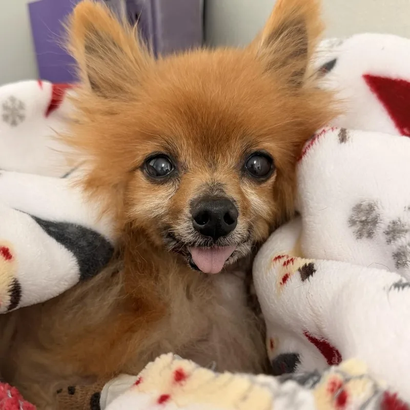 A senior small-sized male Red / Chestnut / Orange Pomeranian dog named Toby for adoption in Brownsboro, AL