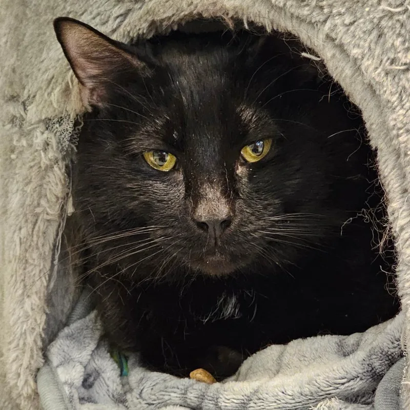 An adult medium-sized male Domestic Medium Hair cat named Thor for adoption in Brownsville, VT