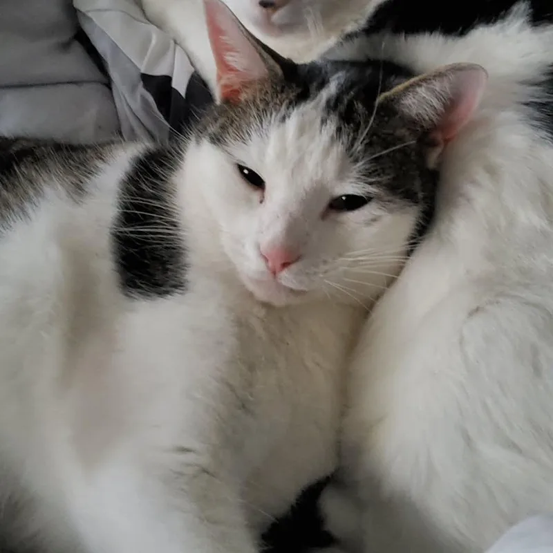 Binx