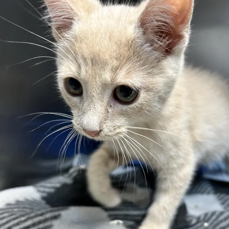 A baby small-sized male Cream / Ivory Domestic Short Hair cat named Pumbaa for adoption in Newport, NC