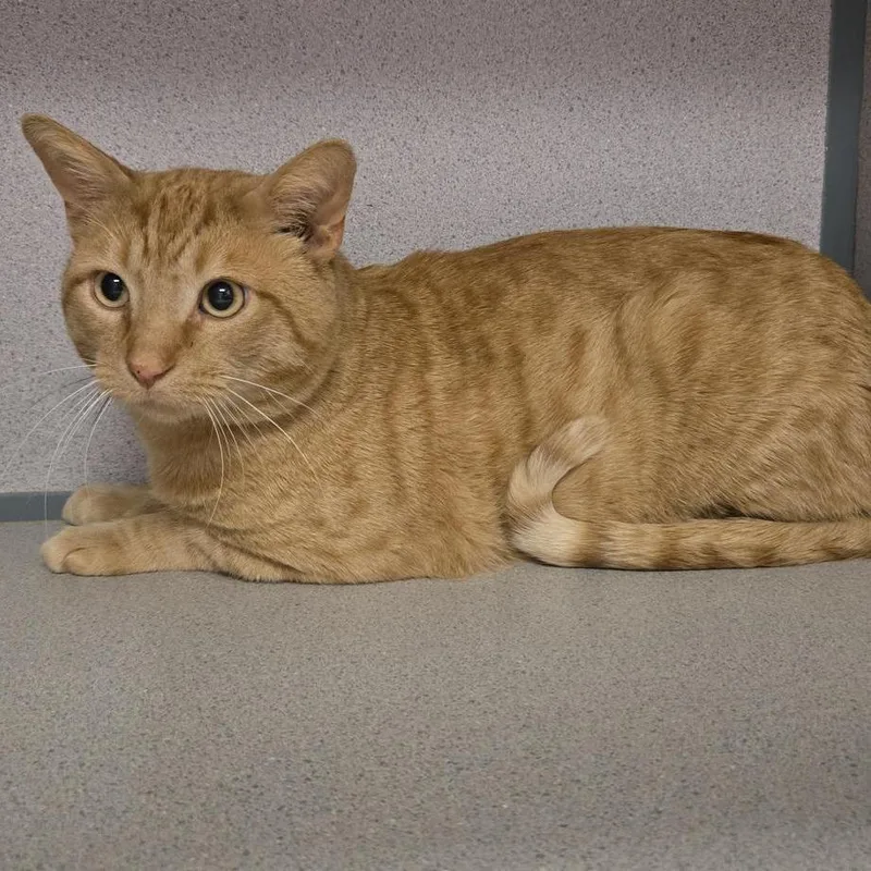 An adult large-sized male Orange / Red Domestic Short Hair cat named Creamsicle for adoption in Cedar Rapids, IA