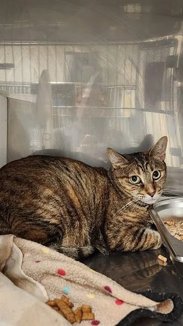 Juniper