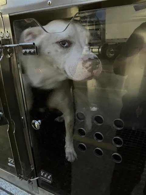 An adult medium-sized male Mixed Breed dog named Swanson for adoption in Dallas, TX