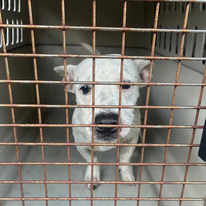 A young medium-sized male White / Cream Terrier dog named Weaver for adoption in Montgomery, AL