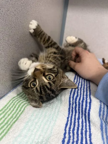 A baby small-sized male Domestic Short Hair cat named River for adoption in Skillman, NJ