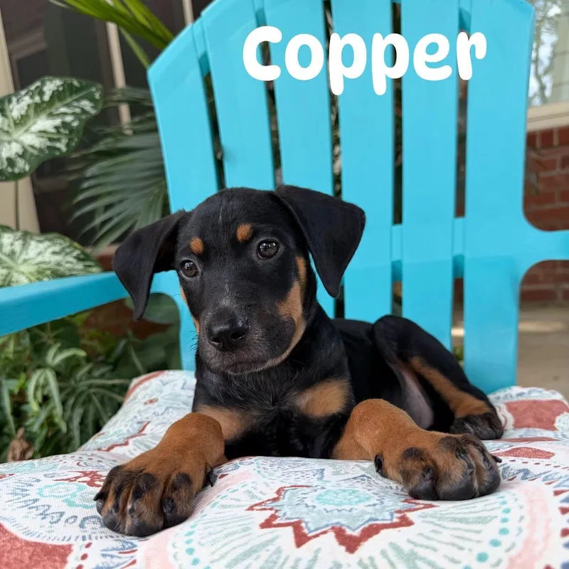 Copper