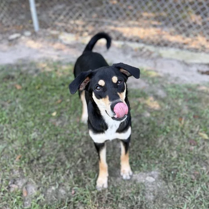 A young medium-sized female Carolina Dog dog named Sista Girl for adoption in Carencro, LA