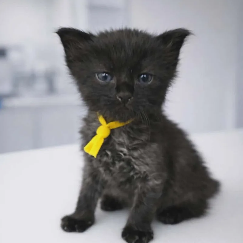 Brownie Cream thumbnail 2