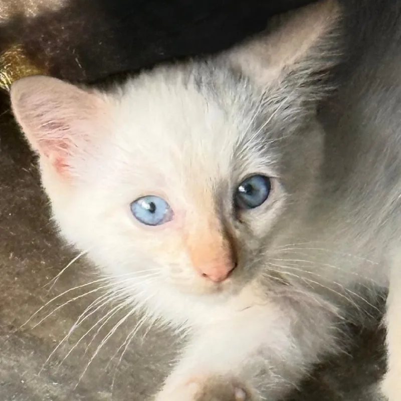 A baby medium-sized male Siamese cat named Henry for adoption in Gastonia, NC