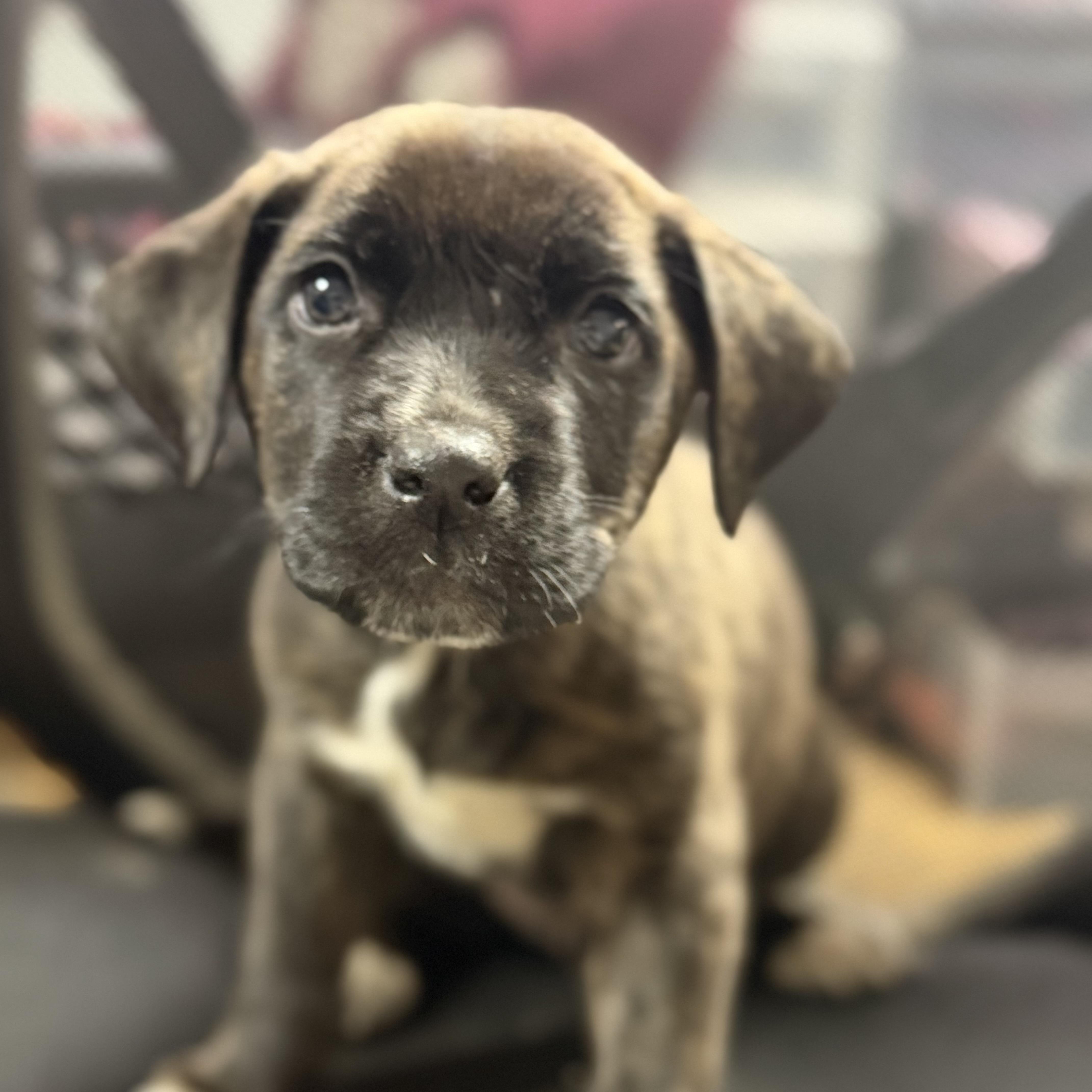 Among Us thumbnail 2