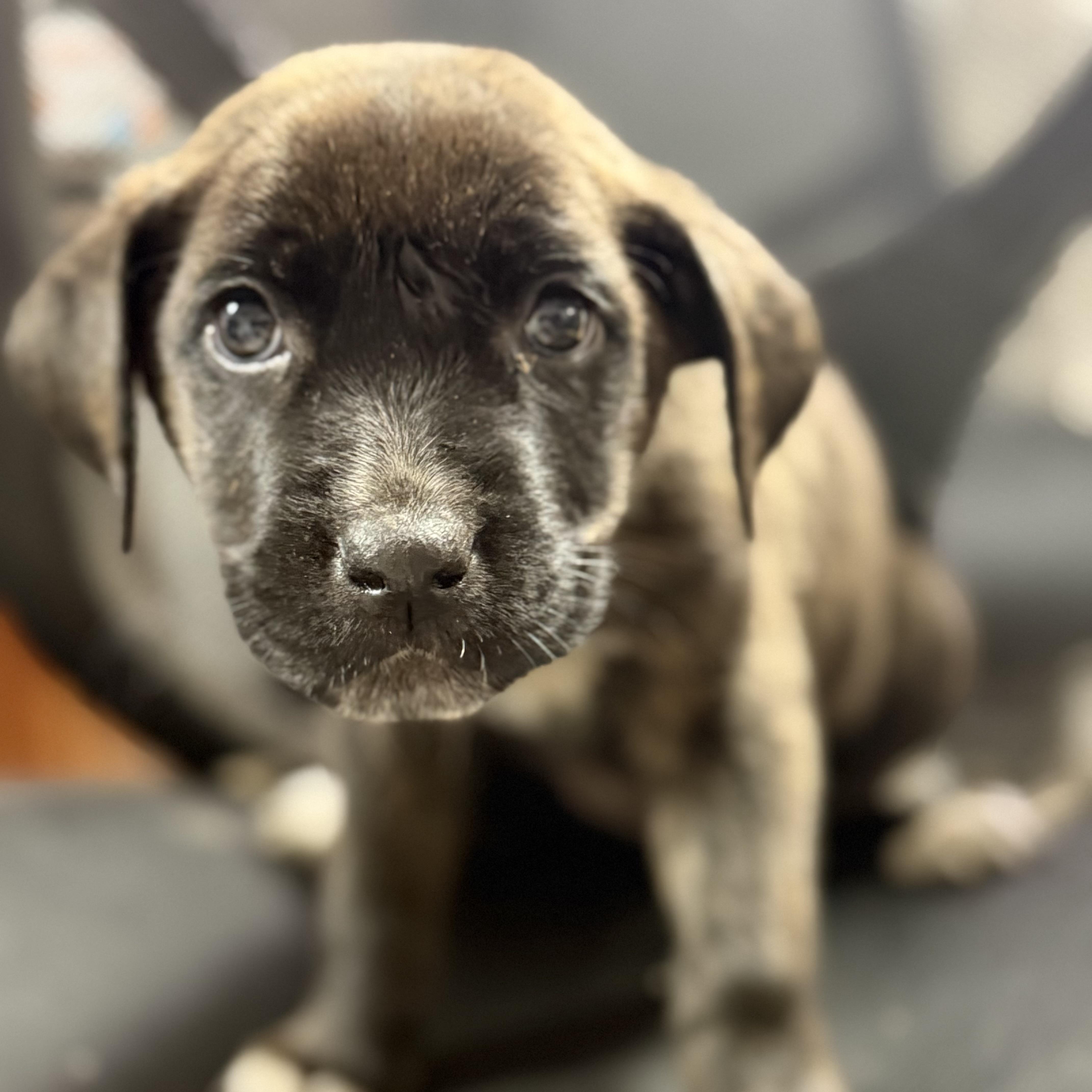 Among Us thumbnail 3