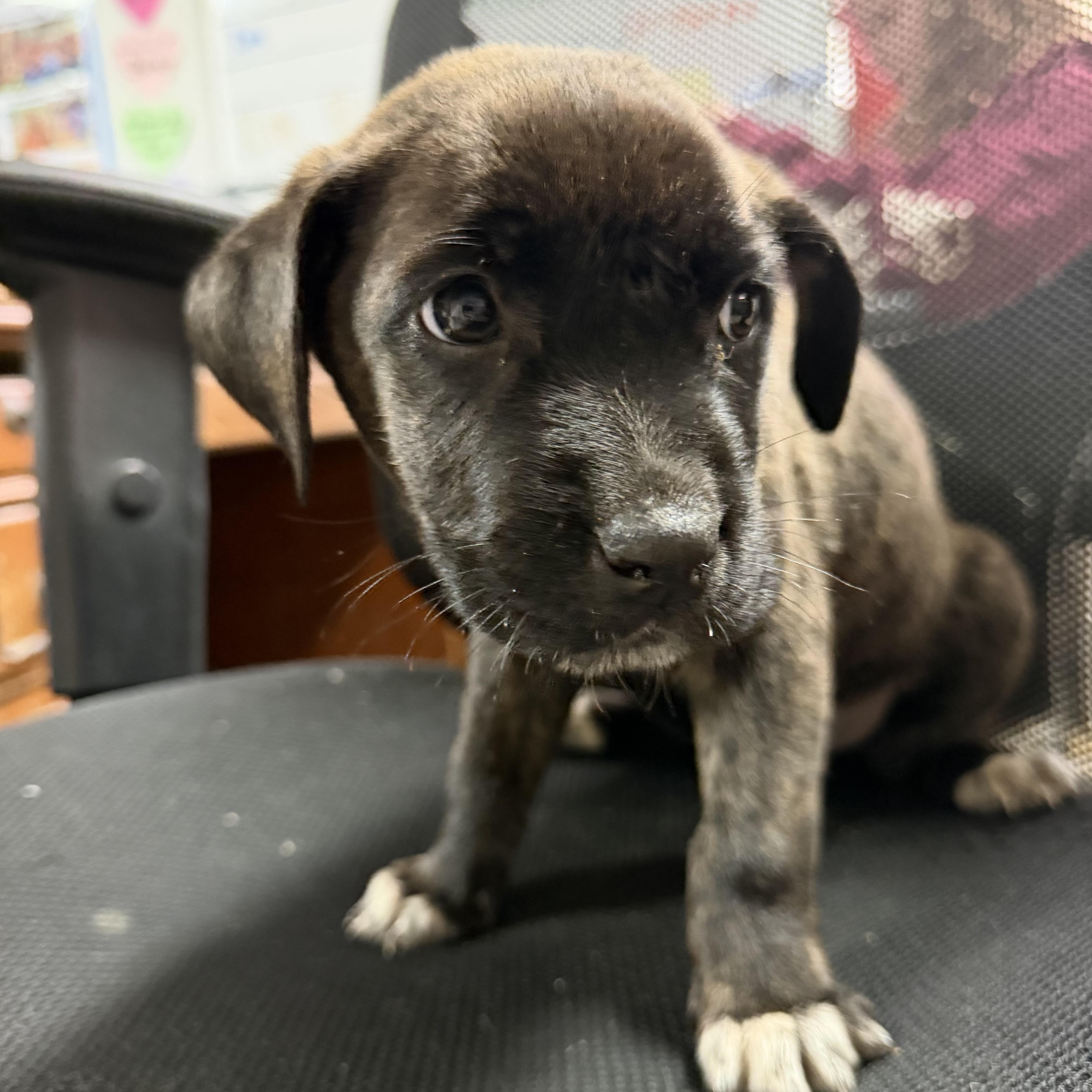 Among Us thumbnail 4