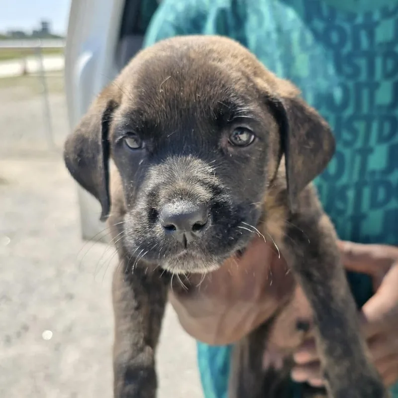 A baby medium-sized male Brindle Boxer dog named Among Us for adoption in Columbia, SC