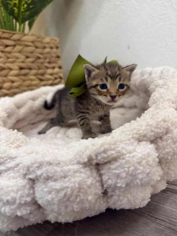 A baby medium-sized male Tabby (Brown / Chocolate) Tabby cat named Robbie Whisker Jr for adoption in Friendswood, TX
