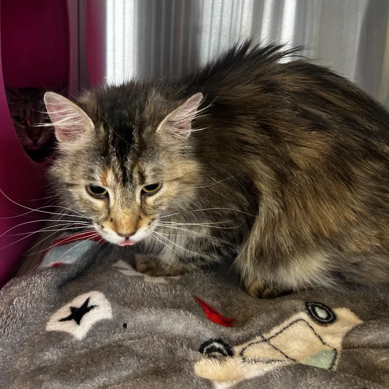 An adult medium-sized female Torbie Domestic Medium Hair cat named Millie for adoption in Waukesha, WI