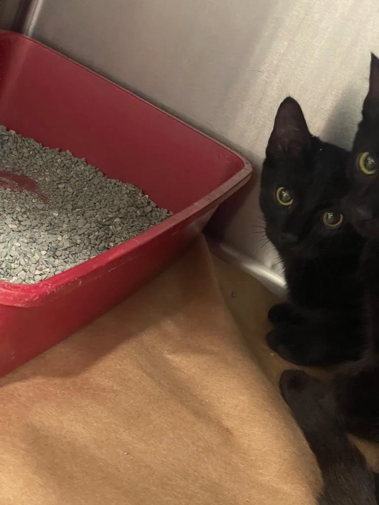 A baby large-sized male Domestic Short Hair cat named Dolly for adoption in Cartersville , GA