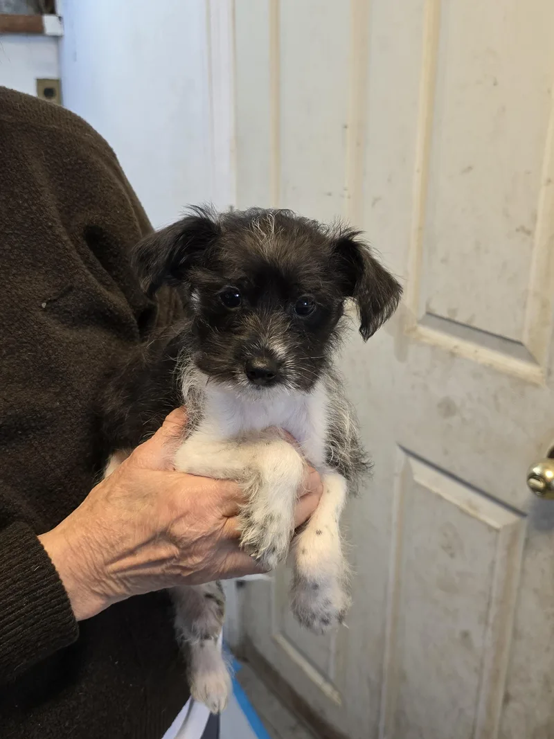 A baby small-sized male Chihuahua dog named Ribbon for adoption in Nyack, NY