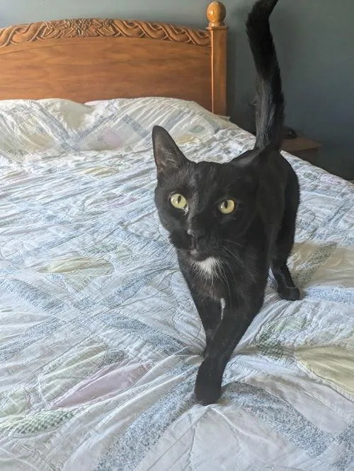 A young medium-sized male Black Domestic Short Hair cat named Franklin for adoption in Canal Winchester, OH