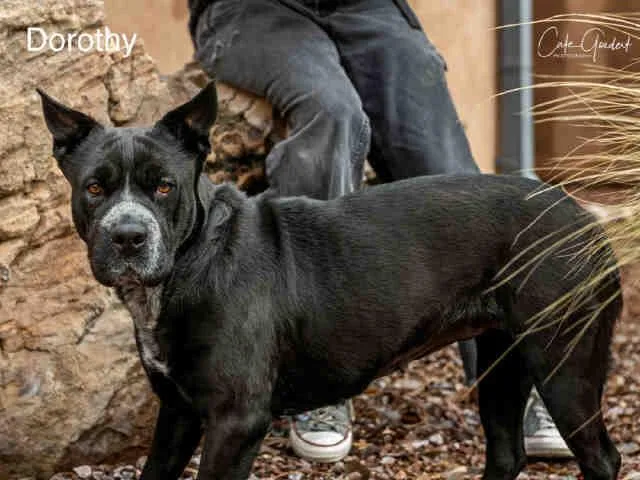 An adult large-sized female Shar-Pei dog named Dorothy for adoption in Santa Fe, NM