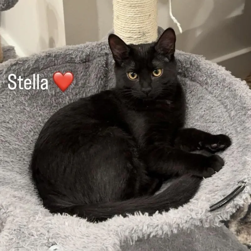 Stella