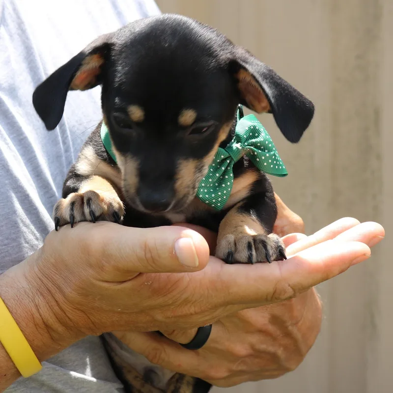 A baby small-sized male Dachshund dog named Bambam for adoption in Bandera, TX