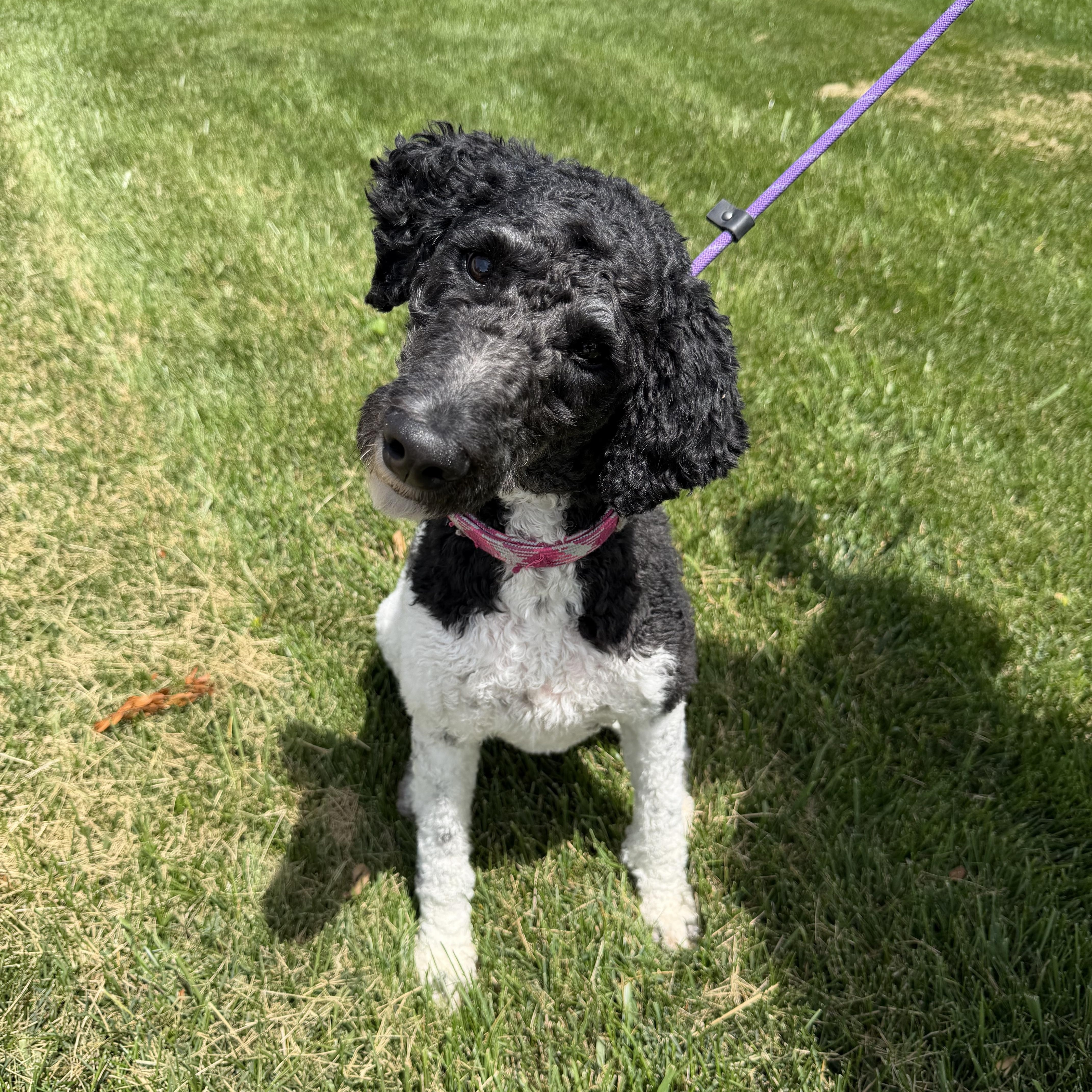 An adult medium-sized female Black Poodle dog named Lilibet Lili for adoption in Bettendorf, IA